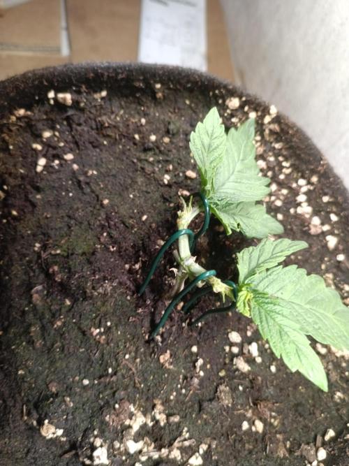Fat-Bastard Outdoor 🥦👨‍🌾🐝. Week 5
