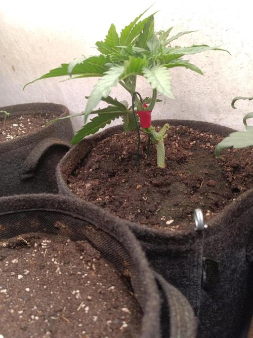 Fat-Bastard Outdoor 🥦👨‍🌾🐝. Week 5