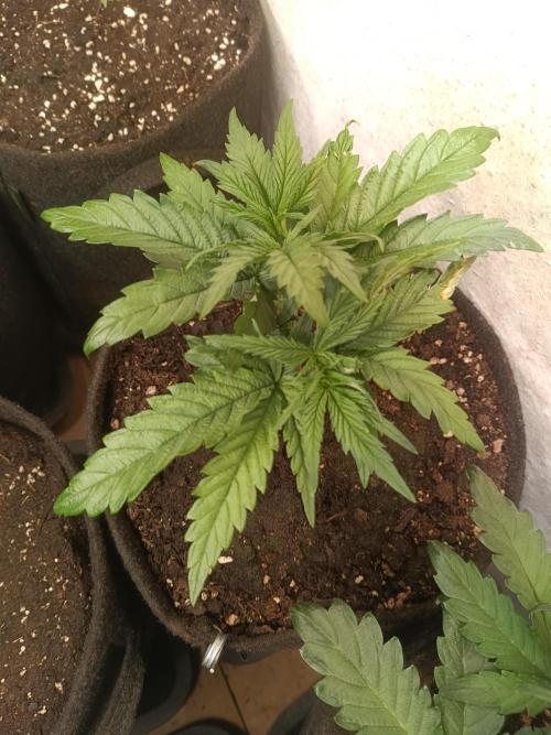 Light-Mix. Week 5
