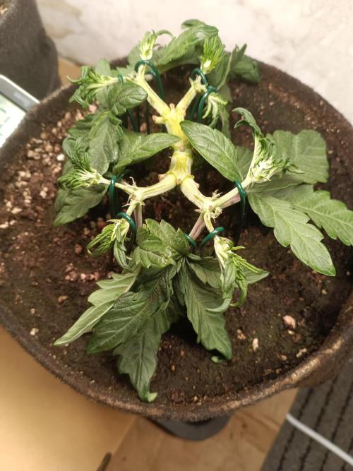 Dankberry Outdoor 🥦👨‍🌾🐝. Week 5