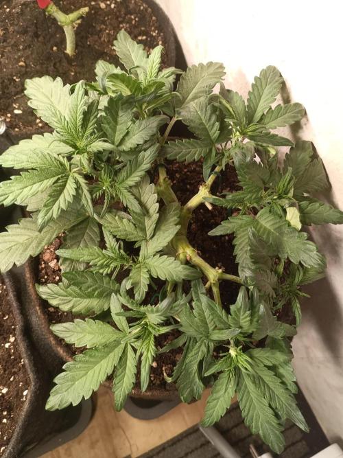 Dankberry Outdoor 🥦👨‍🌾🐝. Week 5