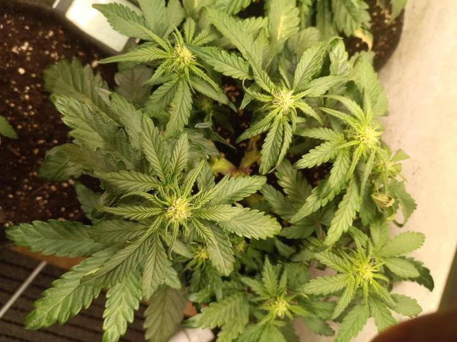 Dankberry Outdoor 🥦👨‍🌾🐝. Week 6