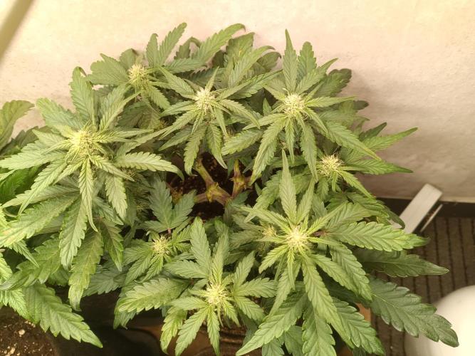 Dankberry Outdoor 🥦👨‍🌾🐝. Week 6