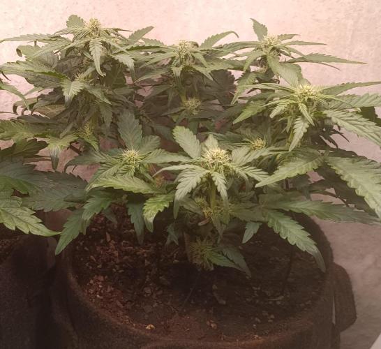 Dankberry Outdoor 🥦👨‍🌾🐝. Week 6