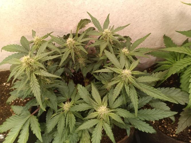 Dankberry Auto. Week 6