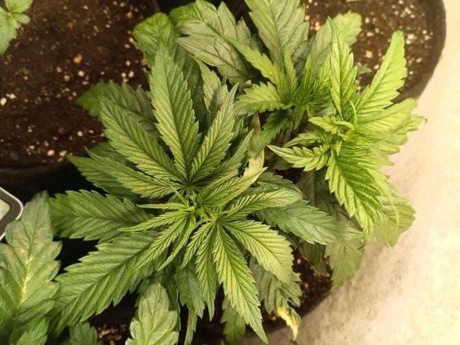 Fat-Bastard Outdoor 🥦👨‍🌾🐝. Week 6