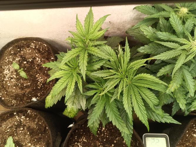 Fat-Bastard Outdoor 🥦👨‍🌾🐝. Week 6