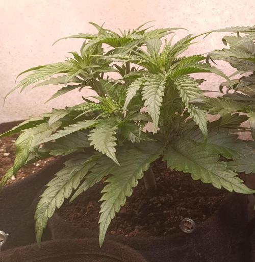 Fat-Bastard Outdoor 🥦👨‍🌾🐝. Week 6