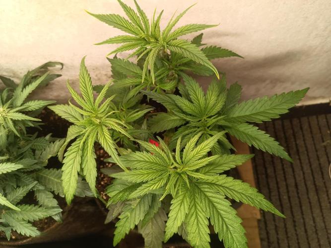 Light-Mix. Week 6