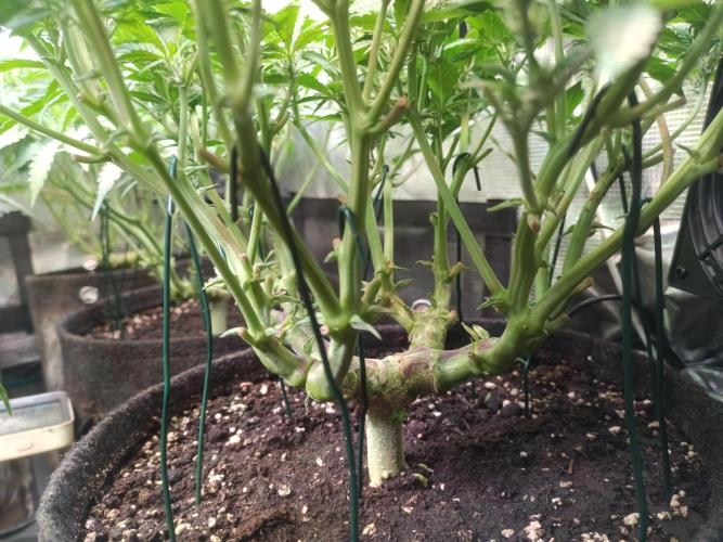 Lemon Cherry Cookies Auto. Week 6