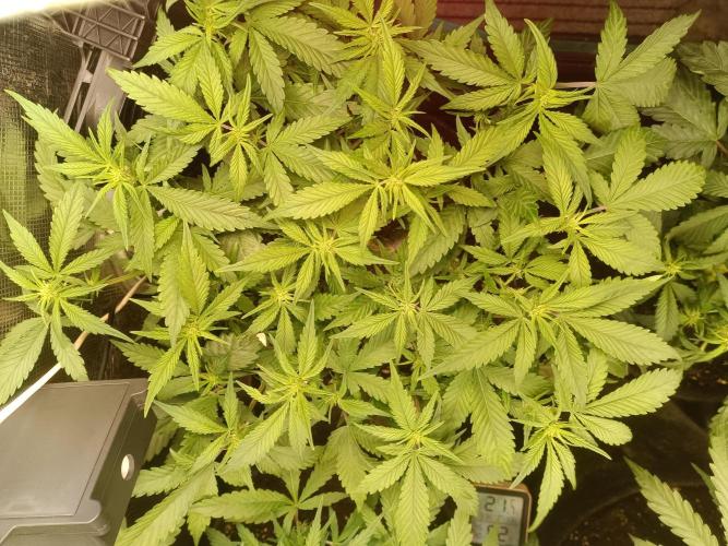 Lemon Cherry Cookies Auto. Week 6