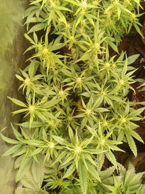 Lemon Cherry Cookies Auto. Week 6