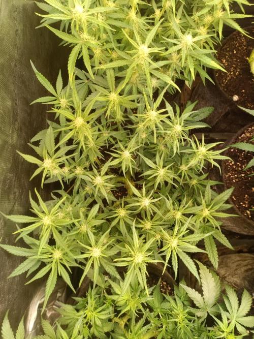 Lemon Cherry Cookies Auto. Week 6