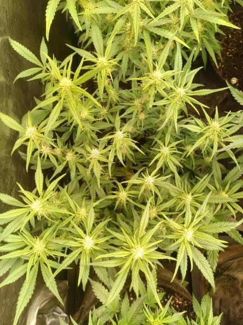 Lemon Cherry Cookies Auto. Week 6