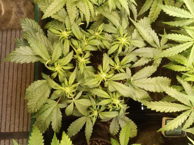 Lemon Cherry Cookies Auto. Week 6