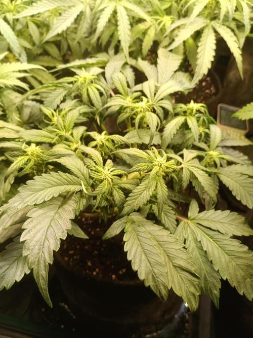 Lemon Cherry Cookies Auto. Week 6