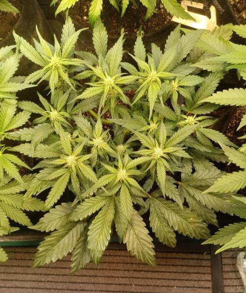 Lemon Cherry Cookies Auto. Week 6
