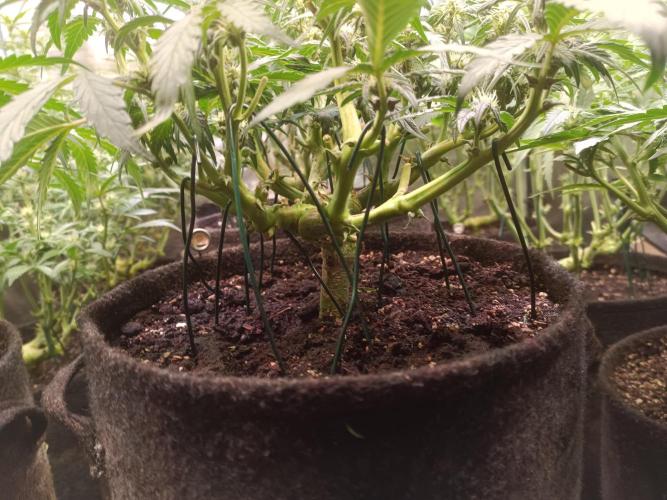 Lemon Cherry Cookies Auto. Week 6