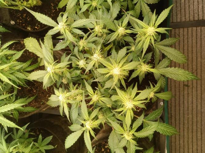 Lemon Cherry Cookies Auto. Week 6
