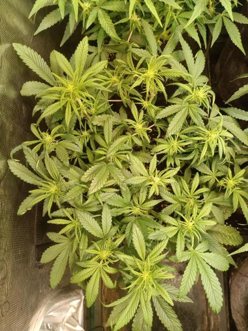 Lemon Cherry Cookies Auto. Week 6