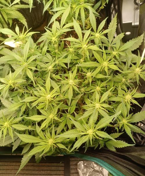 Lemon Cherry Cookies Auto. Week 6