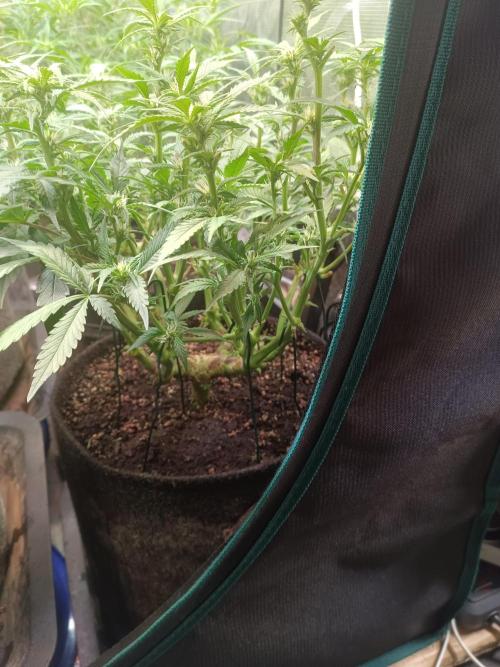 Lemon Cherry Cookies Auto. Week 6