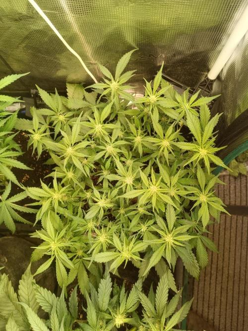 Lemon Cherry Cookies Auto. Week 6