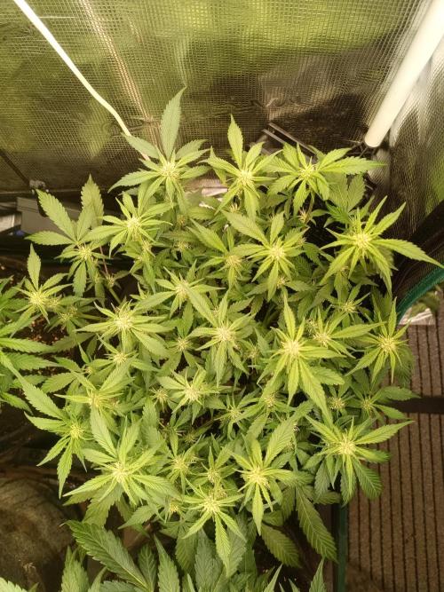 Lemon Cherry Cookies Auto. Week 6