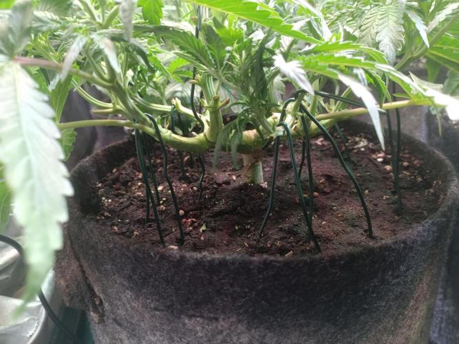 Dankberry Auto-Deep Pots, Full Potential. Week 6