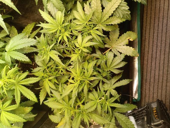 Dankberry Auto-Deep Pots, Full Potential. Week 6