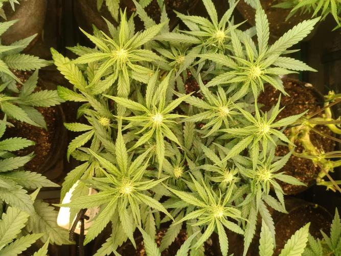 Dankberry Auto-Deep Pots, Full Potential. Week 6