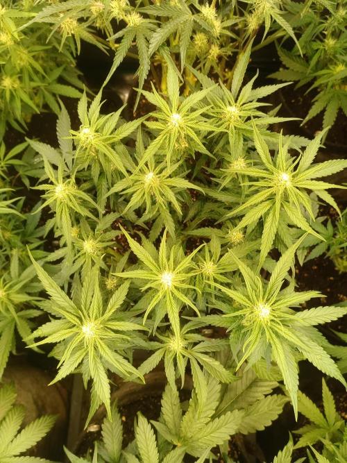 Dankberry Auto-Deep Pots, Full Potential. Week 6