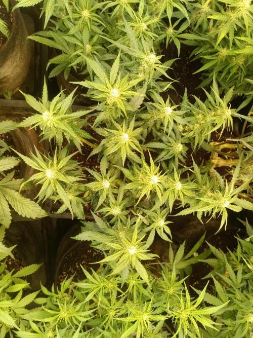 Dankberry Auto-Deep Pots, Full Potential. Week 6