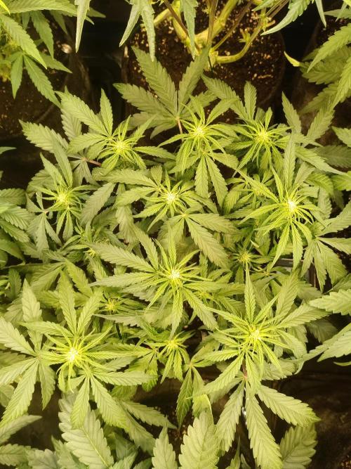 Dankberry Auto-Deep Pots, Full Potential. Week 6