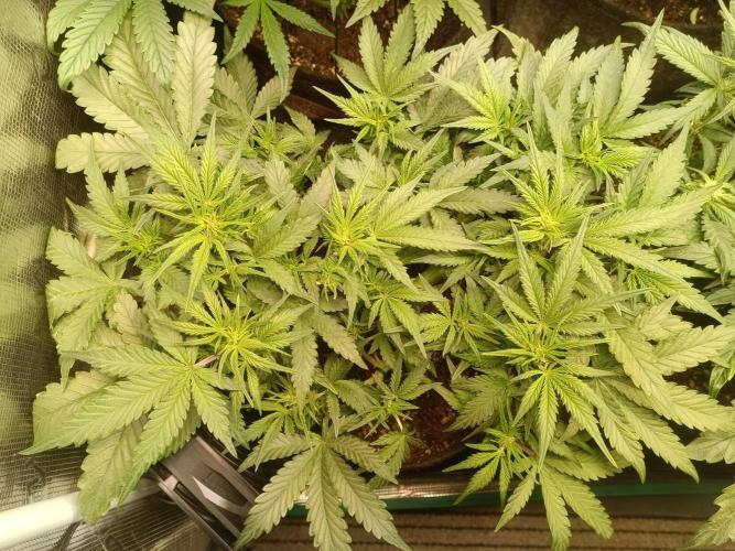 Dankberry Auto-Deep Pots, Full Potential. Week 6