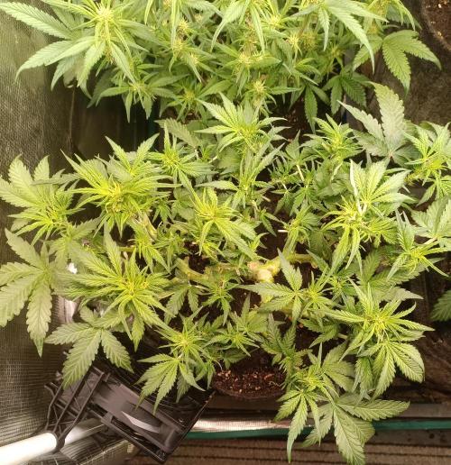 Dankberry Auto-Deep Pots, Full Potential. Week 6