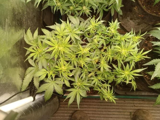 Dankberry Auto-Deep Pots, Full Potential. Week 6