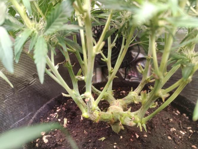 Dankberry Auto-Deep Pots, Full Potential. Week 6
