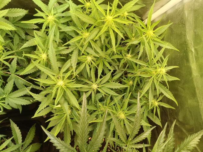 Dankberry Auto-Deep Pots, Full Potential. Week 6
