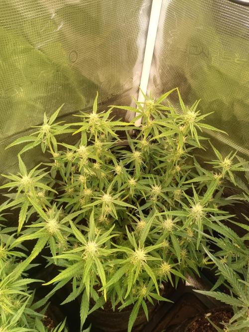 Dankberry Auto-Deep Pots, Full Potential. Week 6