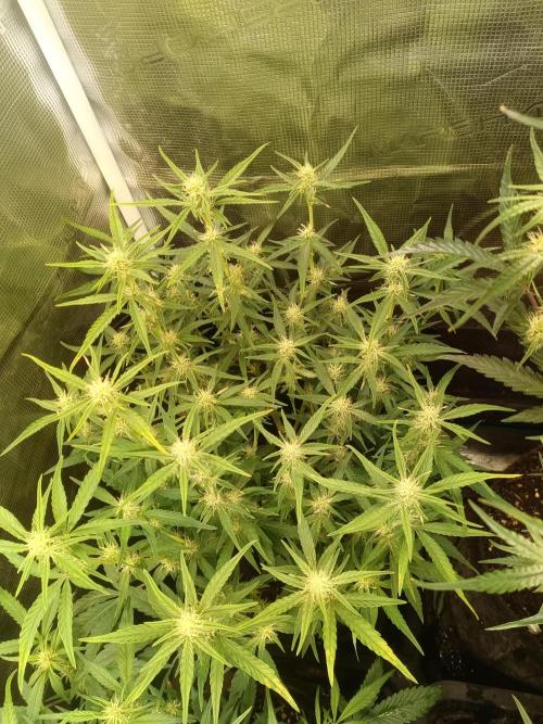 Dankberry Auto-Deep Pots, Full Potential. Week 6