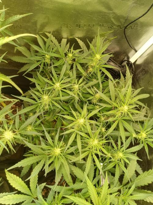 Purple People Eater Auto. Week 6