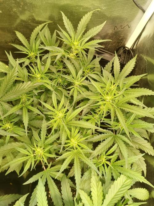 Purple People Eater Auto. Week 6