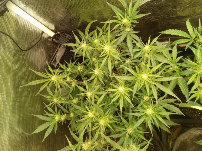 Purple People Eater Auto. Week 6
