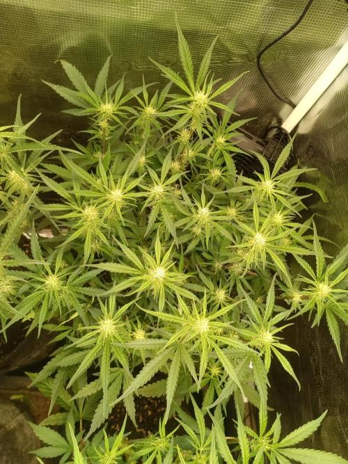 Purple People Eater Auto. Week 6