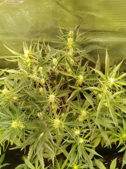 Purple People Eater Auto. Week 6
