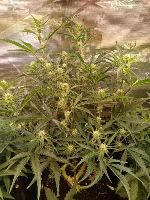 Purple People Eater Auto. Week 6