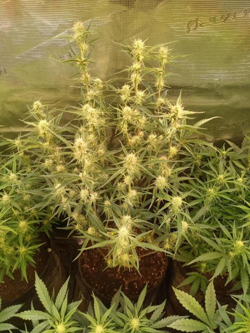 Purple People Eater Auto. Week 6