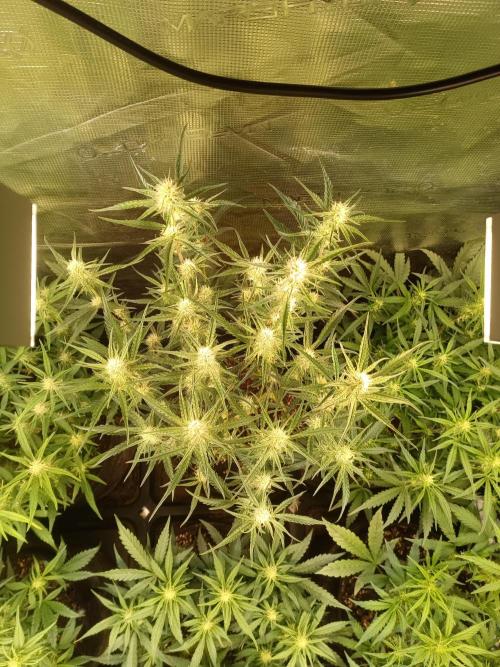 Purple People Eater Auto. Week 6