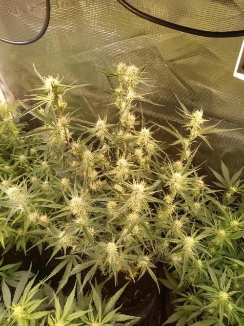 Purple People Eater Auto. Week 6